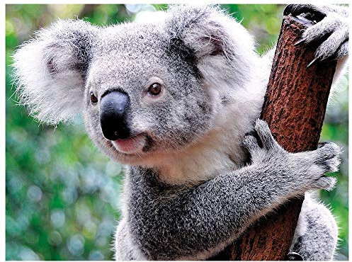 Ideen mit Herz 5D Diamond Painting | Diamant Painting Set | 35 x 25 cm | Motivleinwand | runde Steinchen | inkl. Zubehör | Verschiedene Bilder zur Auswahl (Koala)