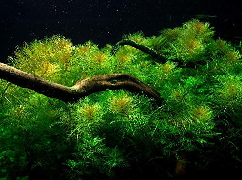 Tropica Aquarium Pflanze Aquariumpflanze Myriophyllum mattogrossense Nr.037 Wasserpflanzen Aquarium Aquariumpflanzen