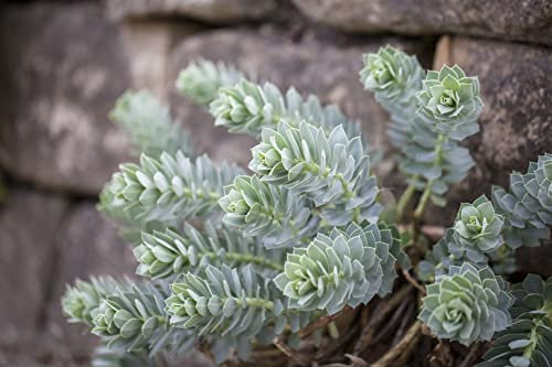 Euphorbia myrsinites ca. 9x9 cm Topf - Walzen-Wolfsmilch, graugrüne Blätter, gelbe Blüten, ideal für Steingärten, trockenheitsresistent, pflegeleicht