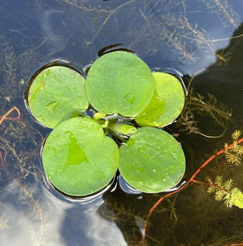 WASSERPFLANZEN WOLFF - eine Portion Limnobium laevigatum – Kleiner Froschbiss | Schwimmpflanze für Gartenteich | Pflegeleicht & Schnellwachsend | schützt vor Überhitzung durch Abschattung