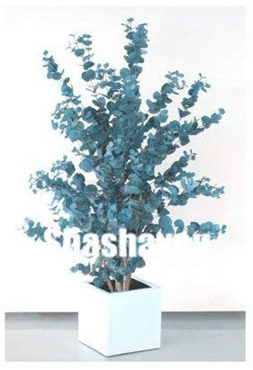 Bloom Green Co. Heißer Verkaufs-Bule Eukalyptusbaum Bonsai Pflanzen, 50 PC 100% echtes Zier-Baum Exotische Natur Wachstum Hausgarten Ornament: Violet