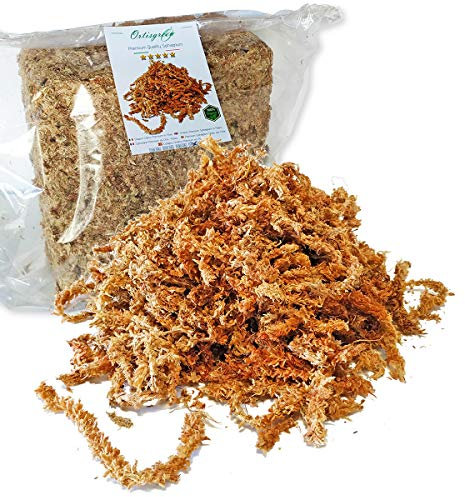Ortisgreen Sfagno Cileno di Qualità Premium da 1Kg Completamente Naturale e Biodegradabile. Substrato Ideale per Orchidee, Bonsai e Giardini Verticali.
