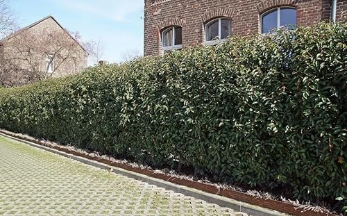 15st. Portugiesischer Kirschlorbeer 200-225cm XXL Super Buschig als kräftige Ballenware Kirschlorbeer Prunus lusitanica 'Angustifolia' Lorbeer Gartenhecke Sichtschutz