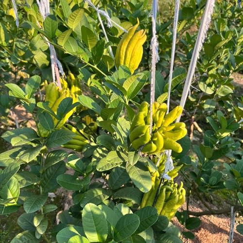 Buddhas Hand Zitrone Samen – Exotische Zitruspflanze- Bergamotte Samen - pflanzensamen、schnell wachsender bio saatgut、pflanzen winterhart draußen obstbäume、pflanzen für sonnige plätze 50pcs