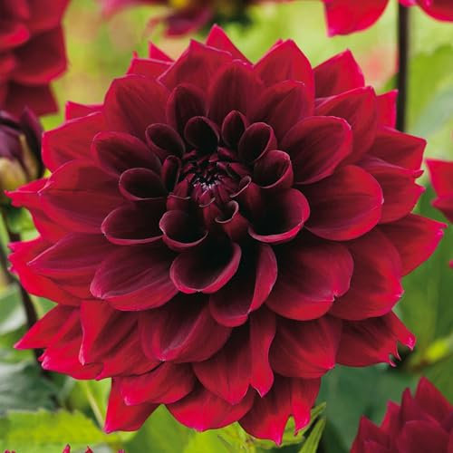 3 Dahlienknollen 'Arabian Night' - Extra-Großpackung - Dunkle Sommerblumen für Garten, Beete & Kübel - Gartenfertige Blumenzwiebeln