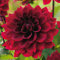 3 Dahlienknollen 'Arabian Night' - Extra-Großpackung - Dunkle Sommerblumen für Garten, Beete & Kübel - Gartenfertige Blumenzwiebeln