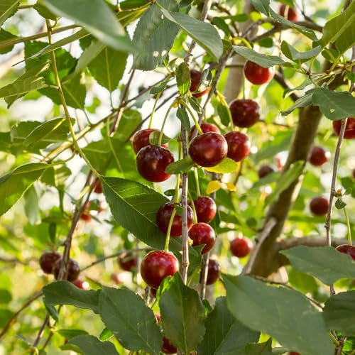 kirschbaum samen - pflanzensamen obstbäume steingartenpflanzen winterhart spalierobst bio saatgut pflanzen garten winterharte pflanzen für garten obstsamen bonsai säulenobst winterhart 100pcs