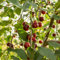 kirschbaum samen - pflanzensamen obstbäume steingartenpflanzen winterhart spalierobst bio saatgut pflanzen garten winterharte pflanzen für garten obstsamen bonsai säulenobst winterhart 100pcs