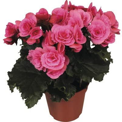 Planta Begonia Elatior Flores Rosas Ideal para Decorar el Hogar