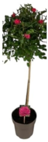 Planta natural Rosal en copa, 90-100 cm. Arbusto compacto con flores coloridas (rosa, rojo o blanco) y fragantes, ideal para decorar jardines. Segura Garden.