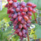 Weinreben kaufen winterhart zwiebeln,klettererdbeeren pflanzen winterhart,weintrauben pflanzen kernlos winterhart süße,trauben pflanzen,vitis vinifera weinrebe,tafeltraube.-5 zwiebeln-E