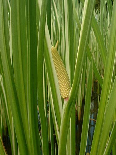 Portal Cool 1 x 13 cm Round: Acorus calamus Variegatus (Kalmus) - Marginal Teichn - Teichn - W