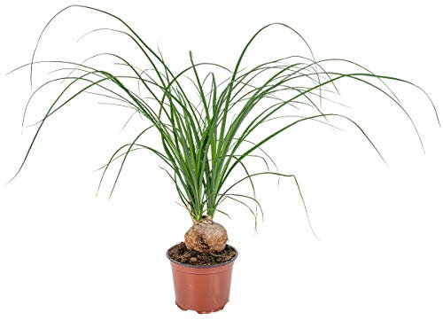 Beaucarnea nolina 'Recurvata' - Pie de elefante, fácil de limpiar, 12-30 cm