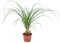 Bloomique - Beaucarnea Nolina - Elefantenfuß - Zimmerpflanzen - Luftreinigend - Tierfreundlich - Pflegeleicht - 30-40 cm Hoch - Topf 12 cm