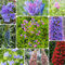 500 pcs Natternkopf Samen Mehrjährig, stauden winterhart mehrjährig, kübelpflanzen winterhart Echium vulgare wildblumenwiese saatgut mehrjährig, seeds balkon, steingarten pflanzen