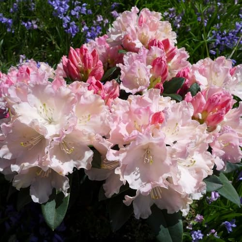 Rhododendron Hybrid Dreamland – Pale Pink Blooms with Darker Pink Edges, Evergreen Foliage, RHS AGM Award Winner, 2X 7 Litre Pot by Thompson and Morgan