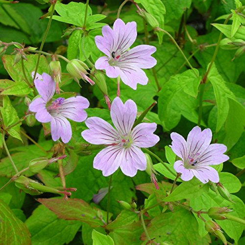 Geranium nodosum – Blumixx Stauden | Knotiger Bergwald-Storchschnabel, violettrosa blühend, winterhart & schattenverträglich | Im 0,5 L Topf, mehrjährig, pflegeleicht, bodendeckend