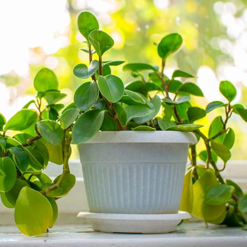 YouGarden House Plants, Trailing Jade Peperomia rotundifolia, Set of Three, Indoor Plants in 6cm Pots, for Home, Office or Living Room