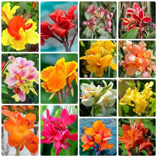 12 Pcs Canna Knollen Kaufen - Canna Indica - Canna Pflanzen Winterhart, Blumen Winterhart, Bienenfreund Cannas Canna Lily Zwiebeln, Blumen Geschenk, Deko Wohnzimmer Blumenzwiebel,