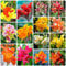 12 Pcs Canna Knollen Kaufen - Canna Indica - Canna Pflanzen Winterhart, Blumen Winterhart, Bienenfreund Cannas Canna Lily Zwiebeln, Blumen Geschenk, Deko Wohnzimmer Blumenzwiebel,