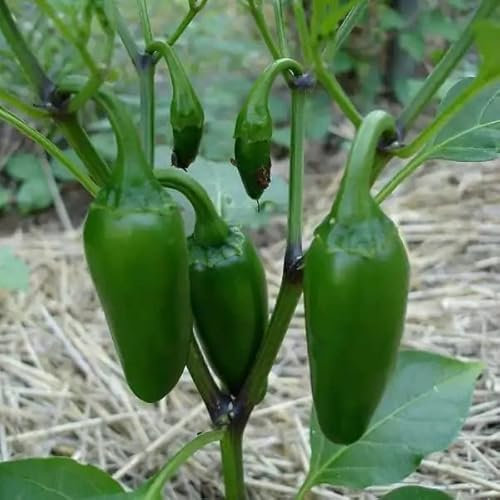 Jalapeno Chili Pepper Seeds - Spicy Jalapeño Chili Plant Quality Heirloom Seed