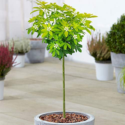 Arbre Choisya Sundance | Plante ornementale à feuillage persistant d'oranger mexicain en pot | Arbres pour petits jardins | Plantes à tige standard