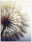 ARTland Wanddeko Glasbilder Wandbild Glas Bild einteilig 60x80 cm Hochformat Natur Botanik Blumen Pusteblume Blüten Frühling Modern T4RE
