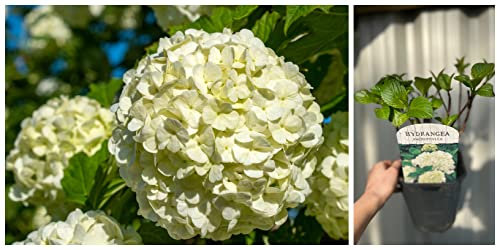Hydrangea macrophylla 'White Ball' | 2L Growers Pot