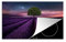 MuchoWow Herdabdeckplatte Ceranfeld Spritzschutz Küche Lavendel - Baum - Lila 83x51.5 cm Induktionsherd Abdeckung Induktionskochfeld Ceranfeldabdeckung