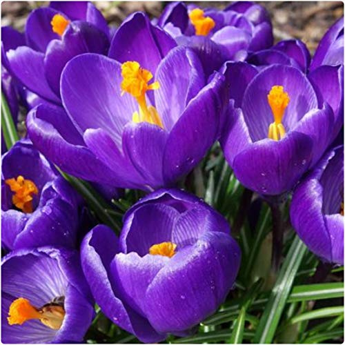 Crocus Vernus 'Flower Record' x 50 Spring Flowering Bulbs Deep Purple by Growtanical®