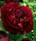Pfingstrose Buckey Belle Paeonia Lactiflora1 Wurzelstück mit Augen Rarität