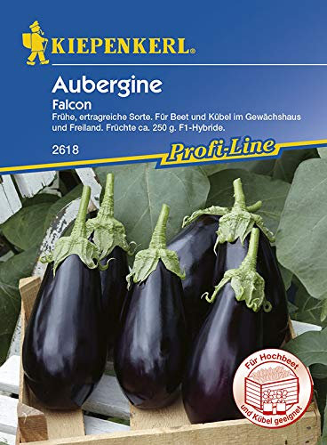 Aubergine Falcon, frühe ertragreiche Sorte, Für Beet und Kübel im Gewächshaus und Freiland, Früchte ca. 250gr.