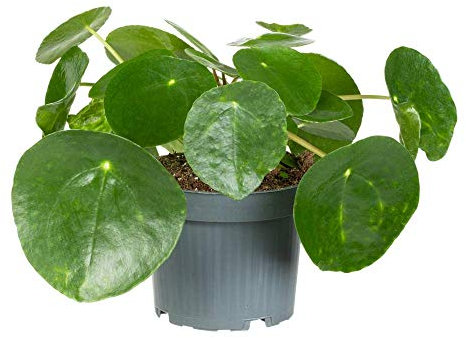 Florado - Árbol de dinero chino real, planta de interior real, planta de la suerte, planta de maceta, 12 cm