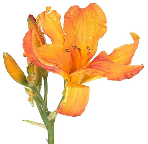 100 pcs taglilien pflanze winterhart mehrjährig samen - balkonpflanzen winterhart,Hemerocallis fulva, balkonblumen hochbeett frühlingsblumen blumen geschenk wildblumensamen bienenweide
