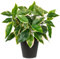 Oairse Plantas Artificiales de 30 cm en Maceta para Decoración del Hogar y Escritorio - Bonsái Pequeño Artificial con Maceta