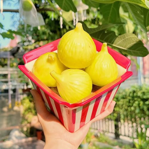 comprare semi di fico, piante rare balcone di piante albero da frutto resistenti all'esterno giardino fiorito letto rialzato da giardino alberi frutto colonnari resistenti per balconi 250pcs