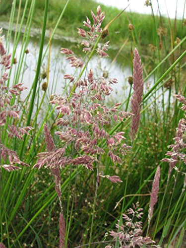 Lincolnshire Pond Plants Ltd - Marginal Aquatic Pond Plant - (Glyceria Maxima) - 9cm