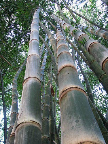 Portal Cool Paquete de semillas: Dendrocalamus Asper (gigante de bambú) extremadamente raro -10 fresca de rápido crecimiento Semillas-!