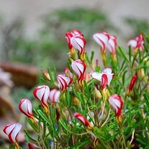 Oce180anYLVUK Grassamen, Blumen, Rasensamen, 1 Beutel Oxalis-Versicolor Small Prolific Grassamen Oxalis versicolor Samen