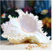 Coquillage naturel de coquille de noix de Conque， Grands coquillages naturels, conque d'escargot à mille mains 18-20 cm, parfaits for la décoration de mariage, fête sur le thème de la plage, décoratio