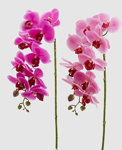 EDG Enzo De Gasperi Enzo De Gasperi Orchidee Phalaenopsis Real Künstlicher Zweig Ass. H 76 cm Fuchsia 1 Stück