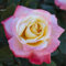 Pianta ROSA BREVETTATA LAETITA CASTA ® MEILLAND bicolore vera PROFUMATA vaso19 FOTO REALE AMDGarden