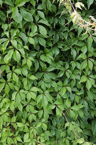 Wilder Wein – Parthenocissus quinquefolia ‘Engelmannii’ – Ø15cm – ca. 65cm hoch – Schnellwachsende & winterharte Kletterpflanze – Grüne Sommerblätter & rote Herbstfärbung