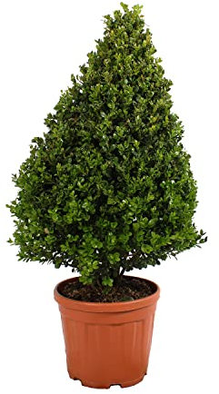 KENTIS - Kegelförmige Buchsbaumpflanzen - Buxus Microphylla Faulkner Sempervirens Echte Gartenpflanzen - Hoch 80-100 cm Topf Ø 24 cm