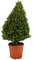 KENTIS - Kegelförmige Buchsbaumpflanzen - Buxus Microphylla Faulkner Sempervirens Echte Gartenpflanzen - Hoch 80-100 cm Topf Ø 24 cm