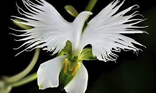 World 's Rare Flower Japanischer diademseeigel Samen für Garden & Home, bepflanzen weiß Taube Orchideen samen, weiß Blume Samen, 50 Samen