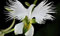 World 's Rare Flower Japanischer diademseeigel Samen für Garden & Home, bepflanzen weiß Taube Orchideen samen, weiß Blume Samen, 50 Samen