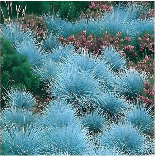 Stauden Gänge 1 x Festuca glauca/cinerea 'Festina' im 1 Liter (Ziergras/Gräser/Winterhart/Bodendecker/Mehrjährig/Immergrün) Blauschwingel - Intensives Blau für moderne Gartenakzente
