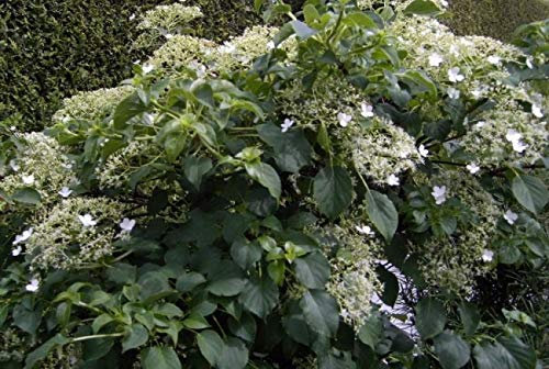 Kletterhortensie - Hydrangea petiolaris