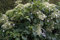 Kletterhortensie - Hydrangea petiolaris